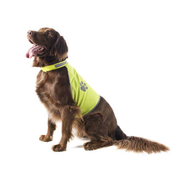 safety vest for dogs