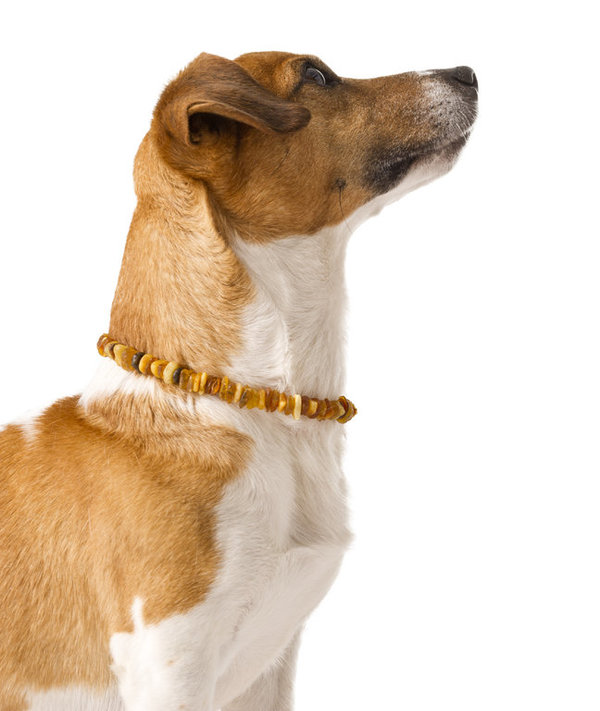 amber necklace for dogs