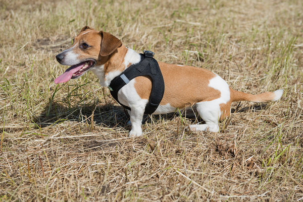soft harness for dogs black