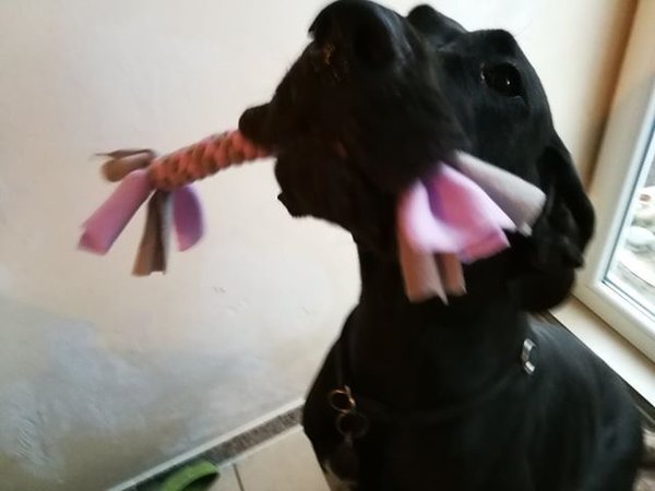 dog toy made of fleece, large