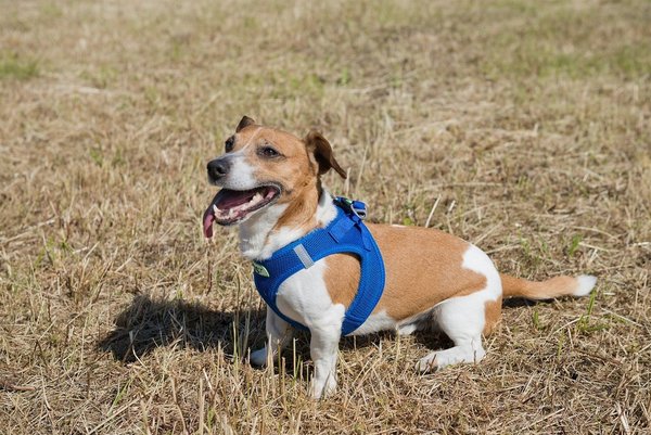 soft harness for dogs blue