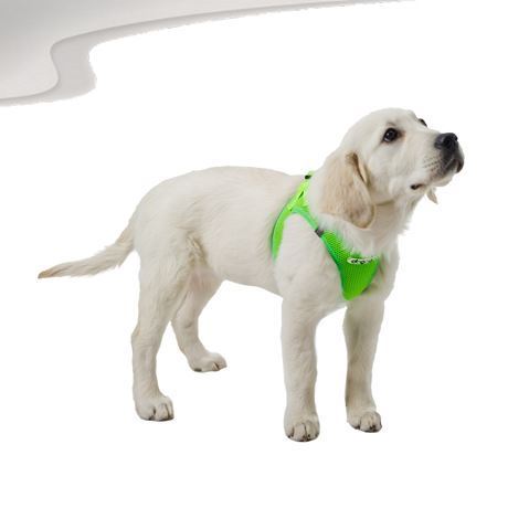 soft harness for dogs green