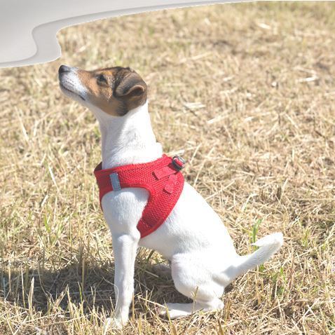 soft harness for dogs red