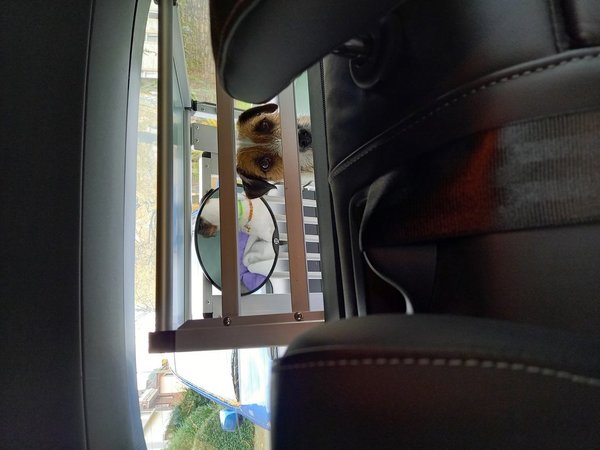 Autospiegel für Rücksitz und Transportbox