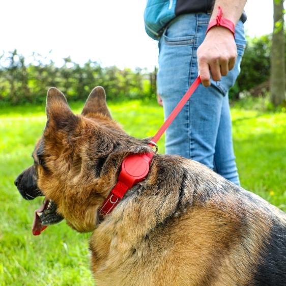 DODDLE FOR DOGS Halsband rot mit integrierter Leine bis 40 kg