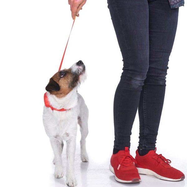 DODDLE FOR DOGS Halsband sw mit integrierter Leine bis 27 kg