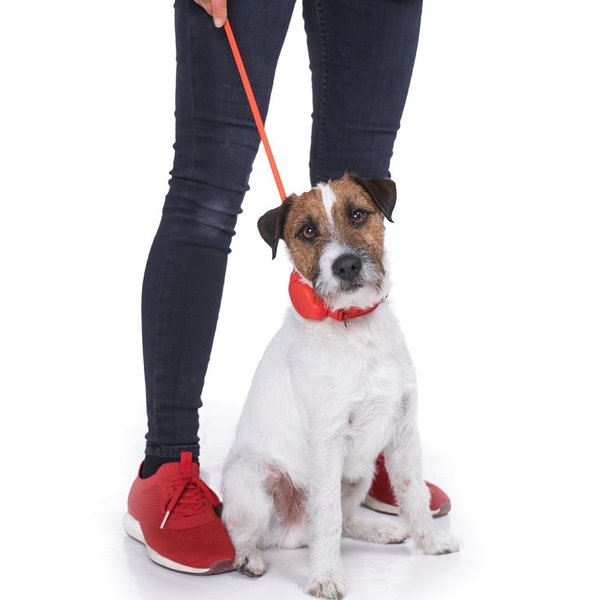 doddle for dogs - collar with retractable built-in lead up to 27 kg