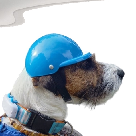 pet helmet for dogs and cats